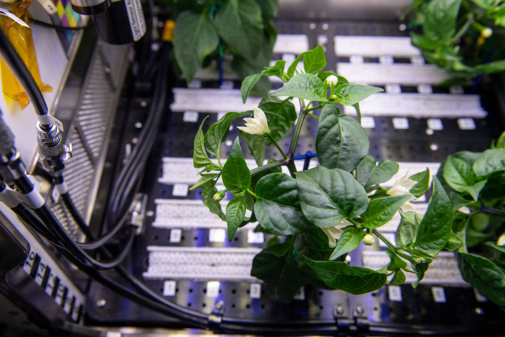 Pepper plants on the Advanced Plant Habitat aboard the International Space Station