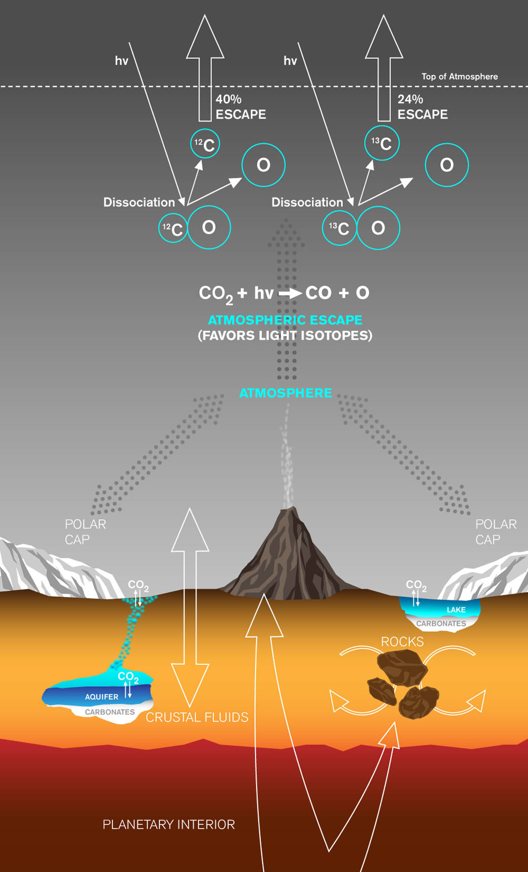 Graphic depicts paths by which carbon has been exchanged 