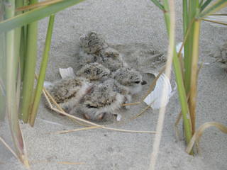 Three piping plover chicks huddle together in a small indentation in beach sand, between green plant stalks. The chicks are mottled shades of tan and light brown and have a fluffy appearance.