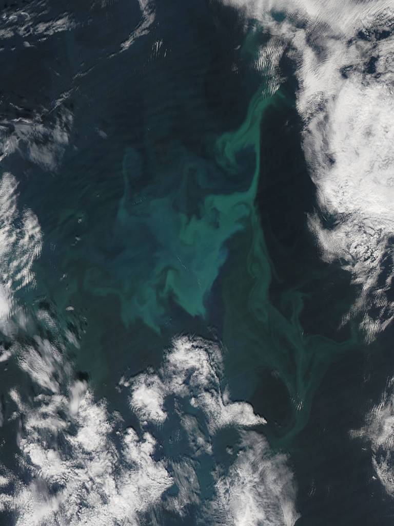 Phytoplankton Bloom in the Norwegian Sea