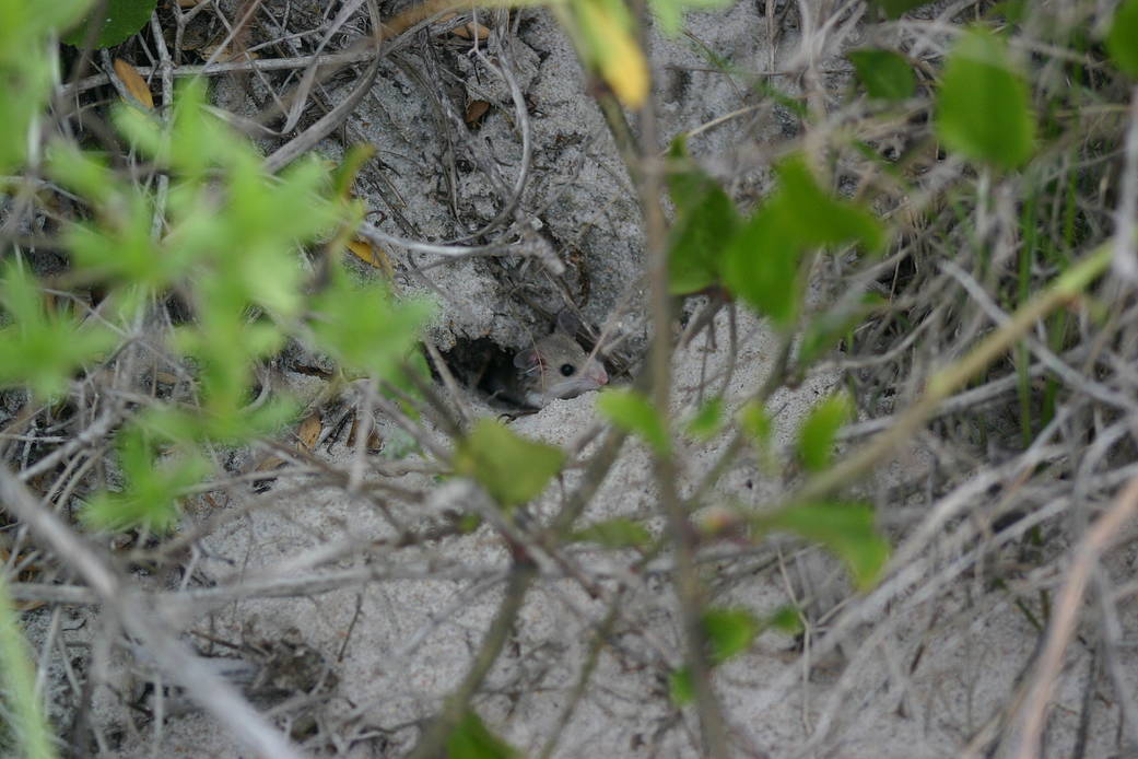 A beach mouse seeks shelter in one of the restored dunes at Kennedy Space Center in Florida. 