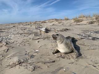 A baby seal looks toward the blue sky with its mouth slightly open. It is light sandy brown with a soft, velvety appearance, almost matching the light brown sand that covers the foreground. The sky is blue and streaked with clouds.
