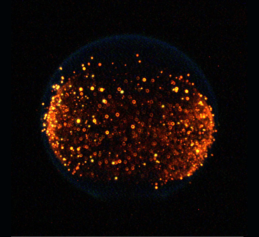 Studying Flames in Microgravity
