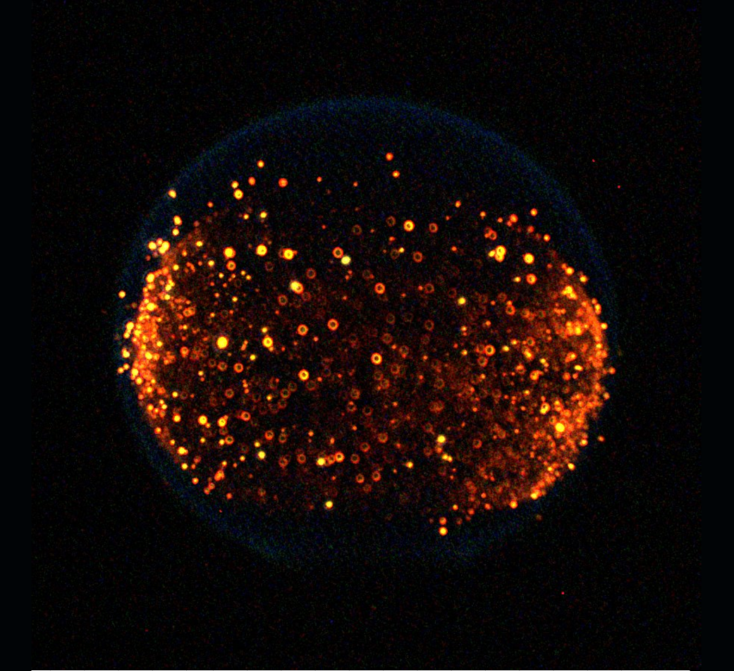 Image of a spherical blue flame burning in microgravity, spotted with tiny yellow dots of burning soot