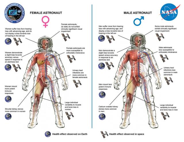 Image showing illustration key differences in how men and women adapt differently to human spaceflight