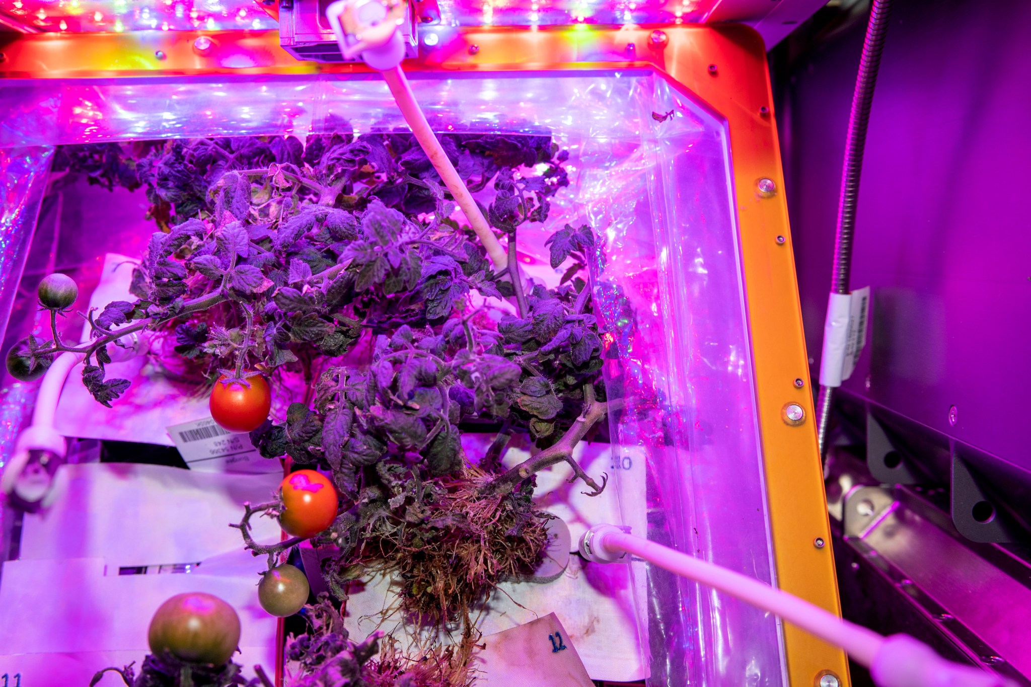 Tomato plants for the Veg-05 continue to grow and produce fruit. The investigation examines how light quality and fertilizer affect fruit production, microbial food safety, nutritional value, and taste acceptability by the crew, and how growing plants enhances the overall living experience for crew members.