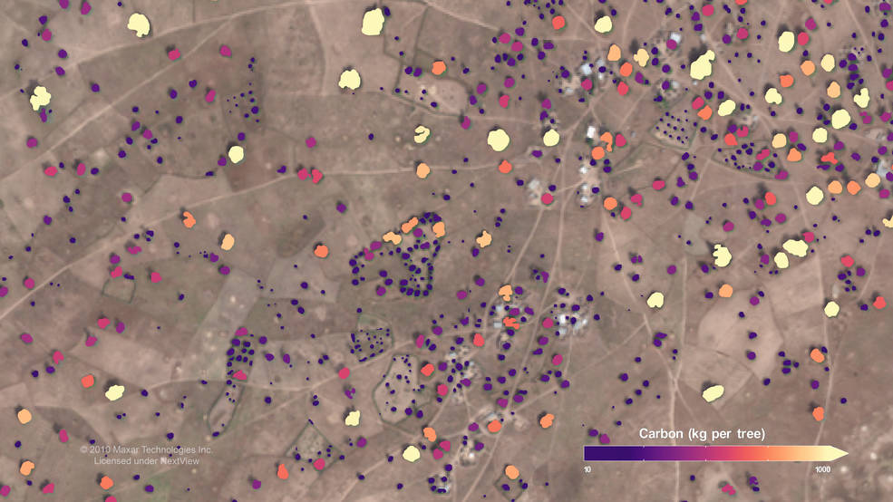 brown-hued aerial view of a sparse region of trees, colorized to show estimated carbon storage in individual trees