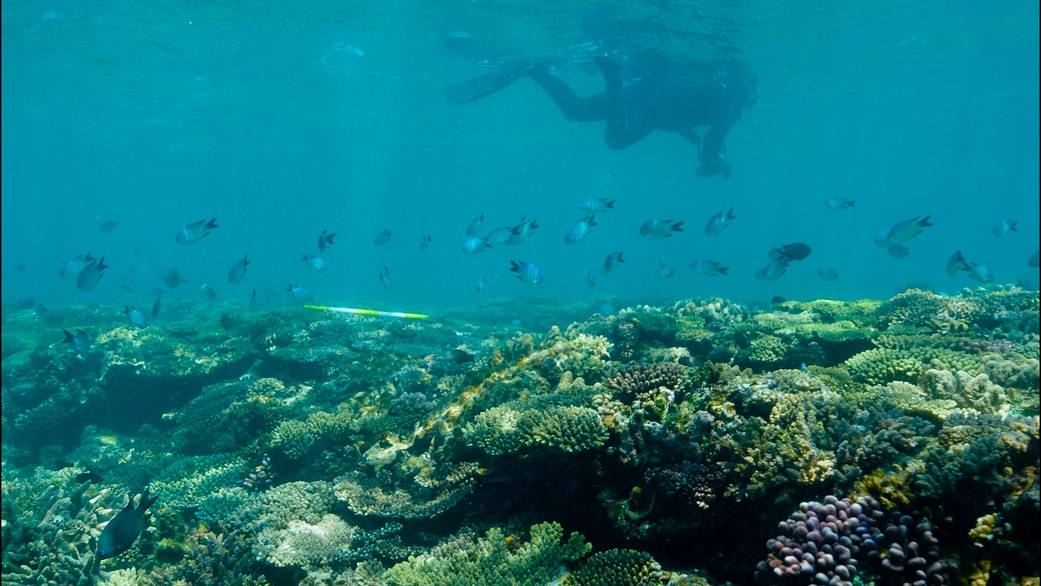 underwater photograph of a reef taken as part of the NASA CORAL field campaign