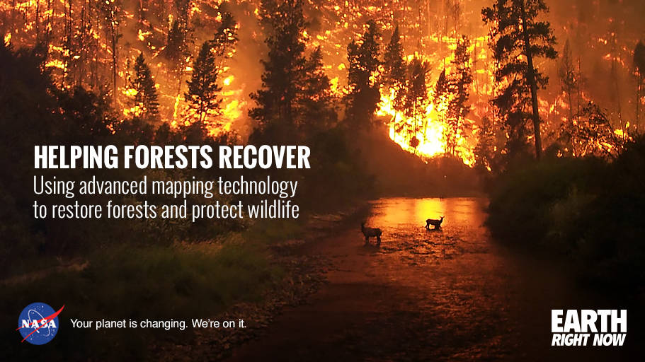 Mapping Wildfires to Aid Forest Recovery
