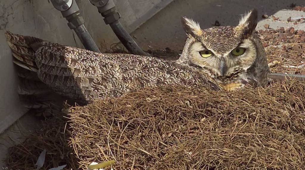 Great Horned Owl