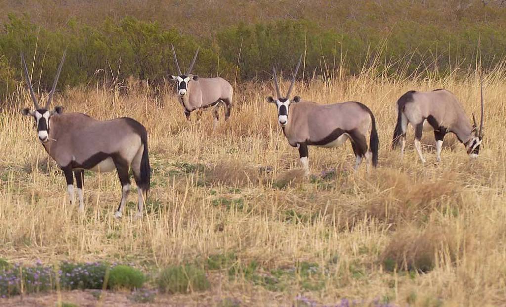 Oryx