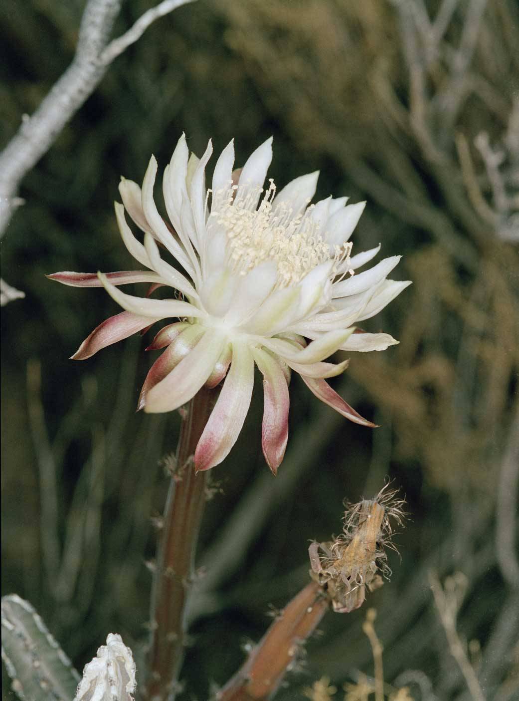 Night Blooming Cereus - NASA