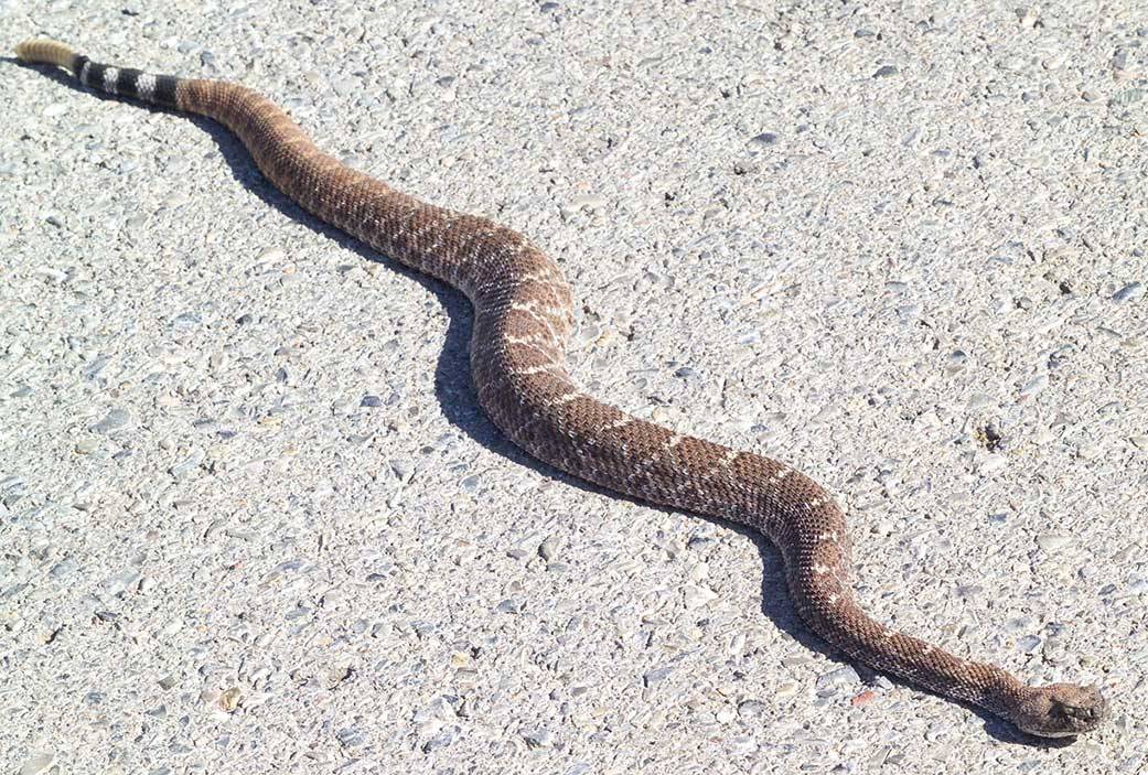 Rattle Snake