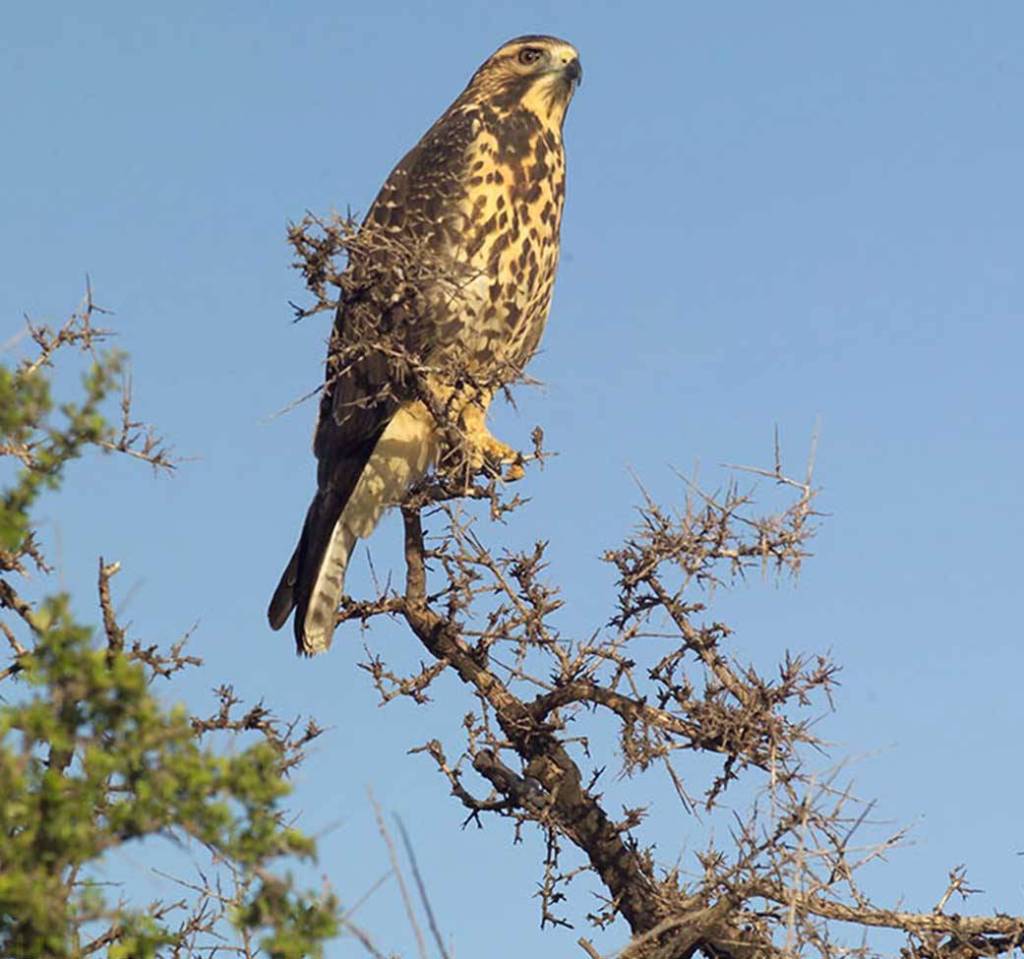 Red Tailed Hawk