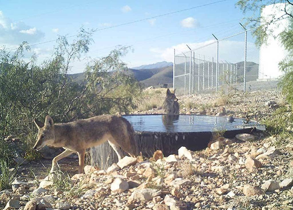 Coyotes