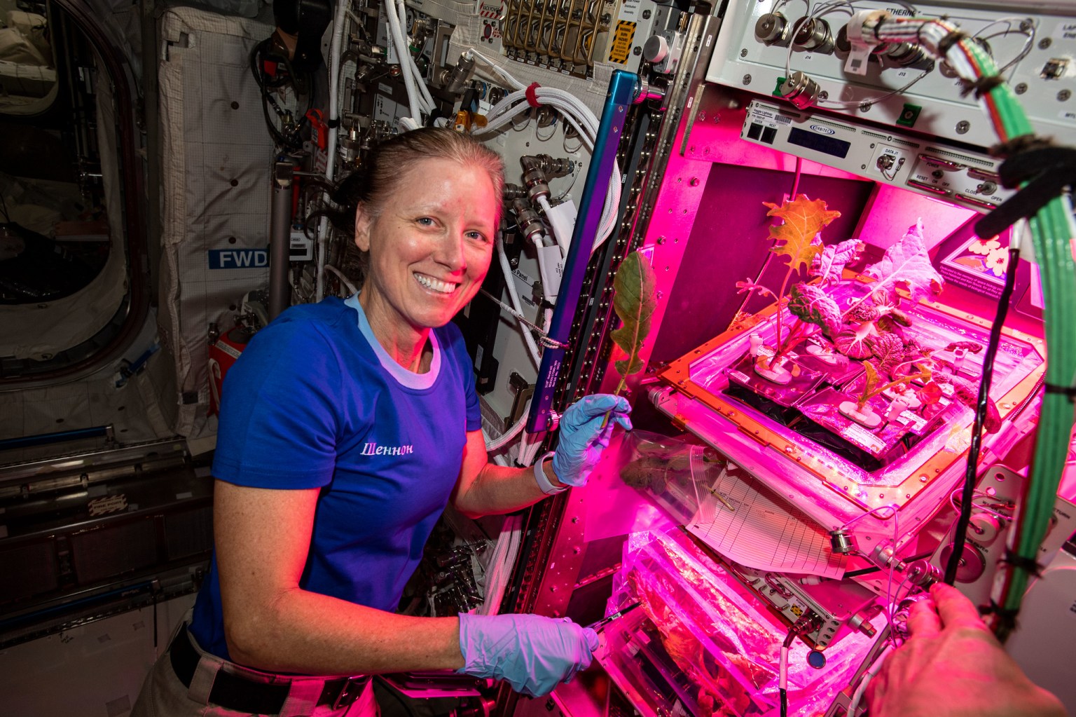 NASA astronaut and Expedition 64 Flight Engineer Shannon Walker collects leaf samples from plants growing inside the European Columbus laboratory.