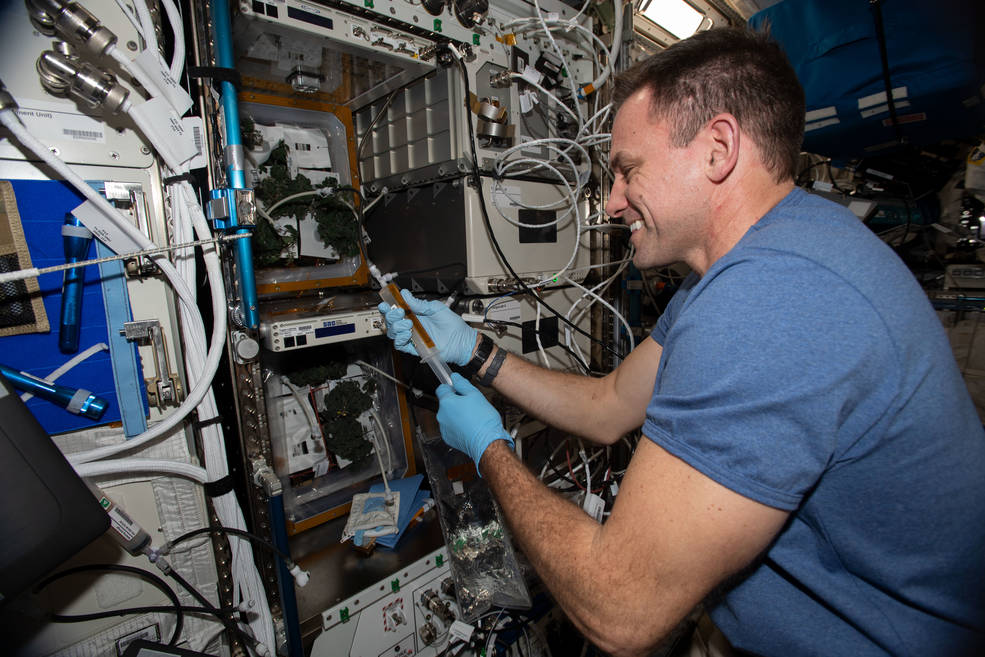 NASA astronaut Josh Cassada waters the tomato plants growing on the space station for the Veg-05 study.