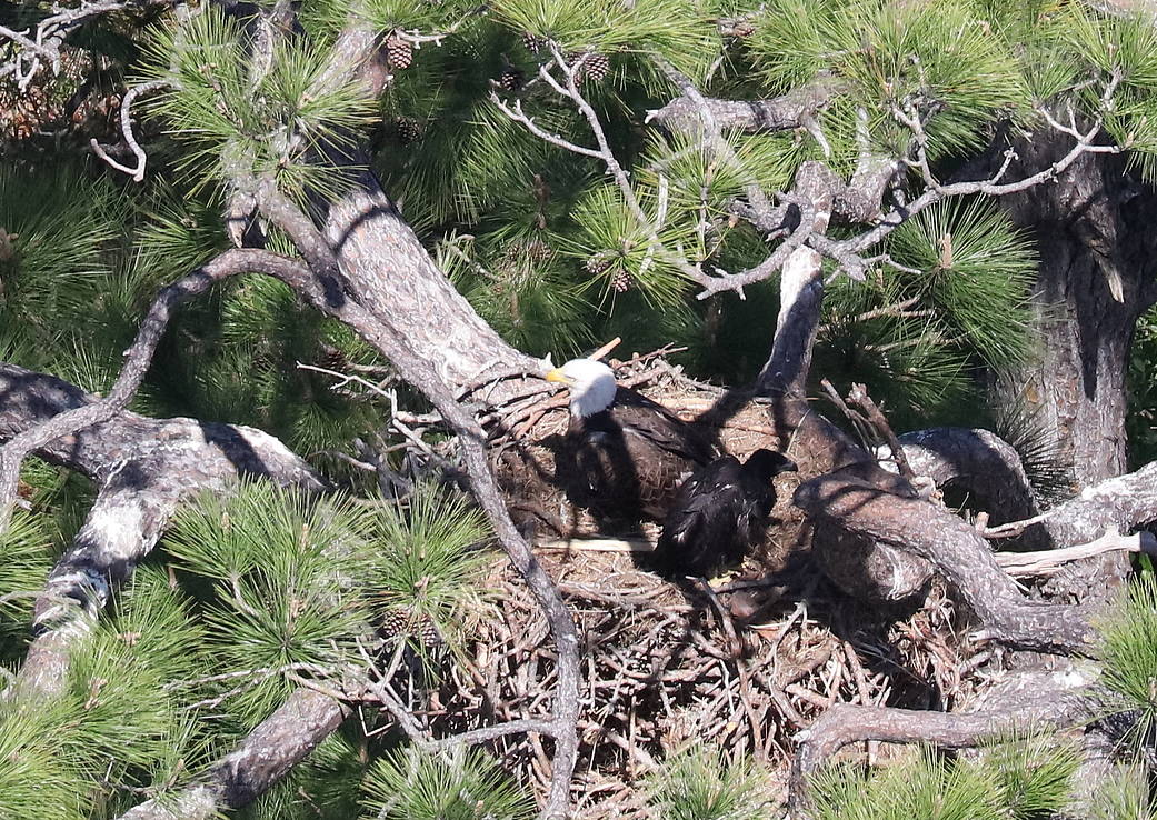 An American Bald Eagle and eagle chick at NASA's Kennedy Space Center in Florida