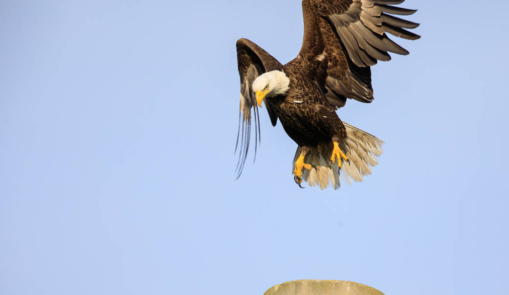 An American bald eagle swoops down to land on a pole at NASA’s Kennedy Space Center on April 10, 2023.