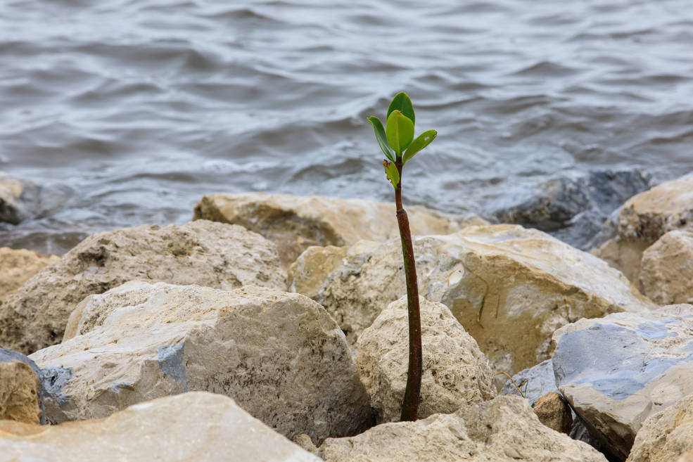 A mangrove seedling grows amidst the rocks on the shoreline of Kennedy Athletic, Recreation, and Social (KARS) Park at Kennedy Space Center in Florida on April 12, 2023. 