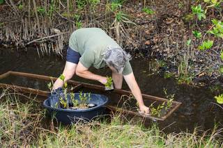 A team member from Kennedy’s Environmental Management Branch deposits repotted mangrove seedlings into a marshy channel near the shoreline of Kennedy Athletic, Recreation, and Social (KARS) Park at Kennedy Space Center in Florida on April 12, 2023.
