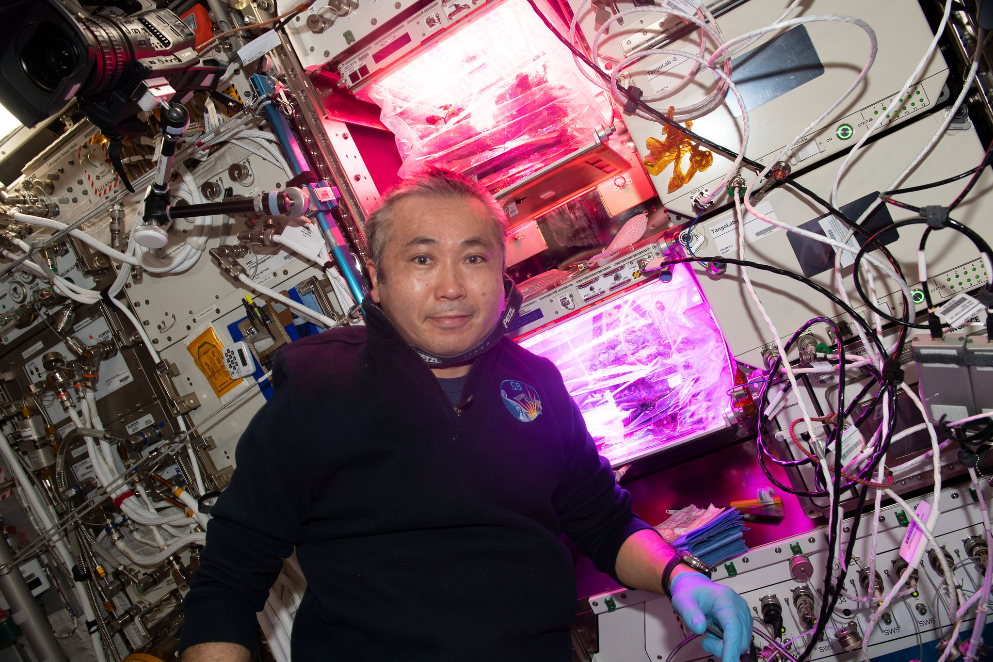 Plants grown on the International Space Station