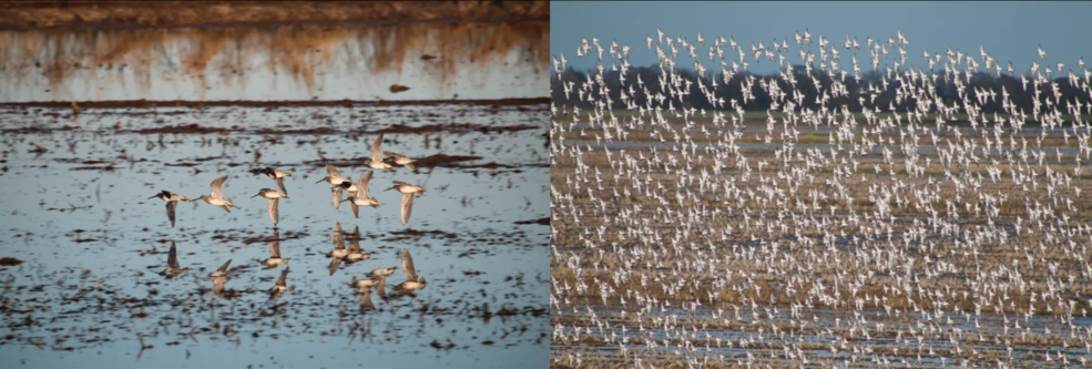 Two photos stitched together that show birds flying near water as they migrate.