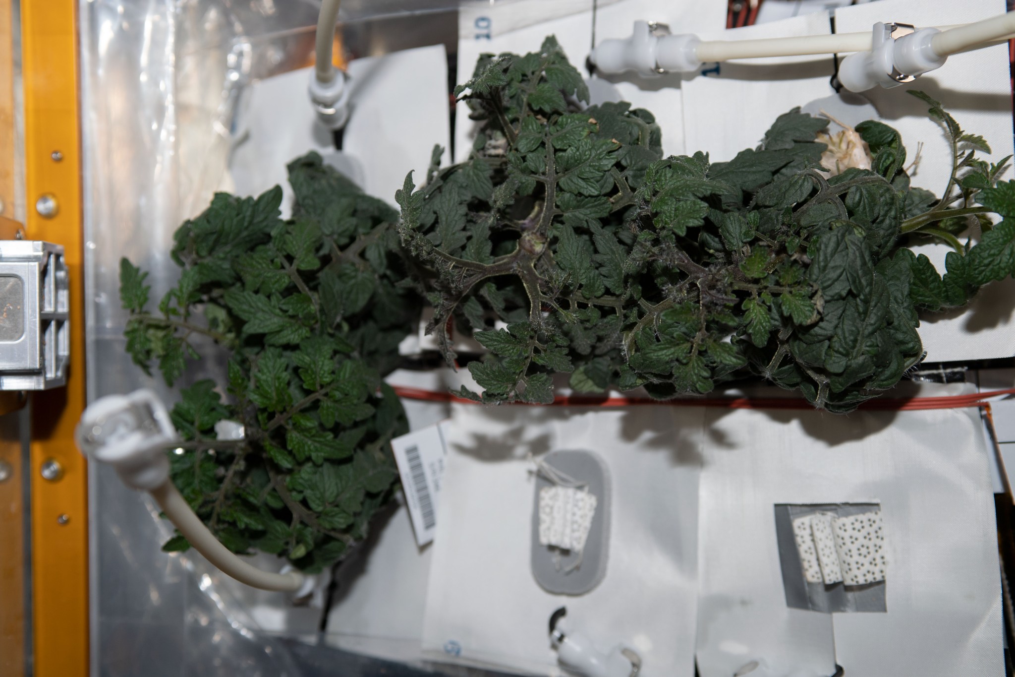 Tomato plants growing on the International Space Station. HRF Veg examines the behavioral health benefits for astronauts from having live plants such as these and fresh food in space.