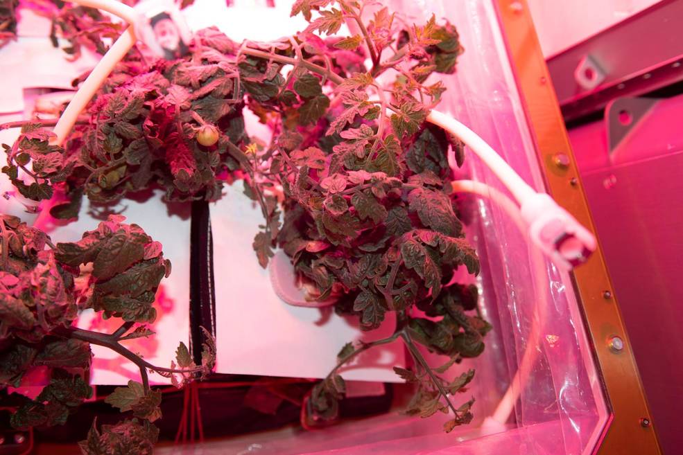 Red dwarf tomato plants growing in the International Space Station’s Vegetable Production System