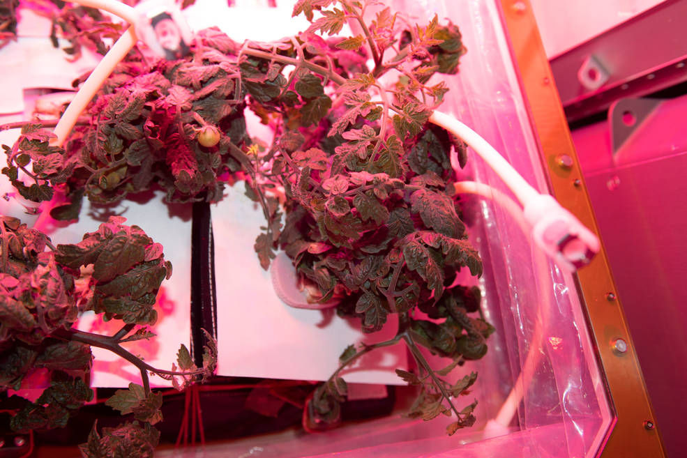Dwarf tomato plants growing on the space station for the Veg-05 investigation. 