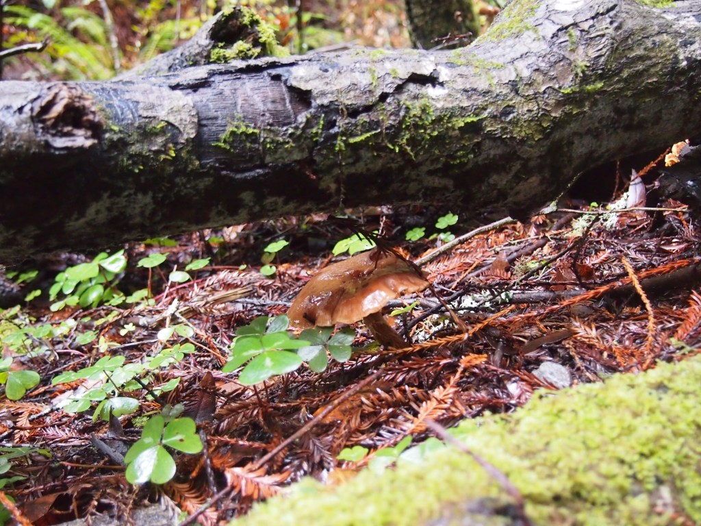 
			NASA Teams with Forest Service to Tally America’s Oldest Trees			
