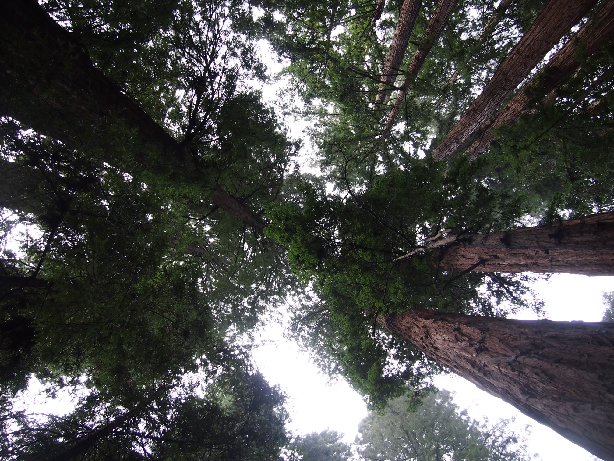 A photo taken from a forest floor, looking upward toward the tops of tall trees. Six large, rugged brown tree trunks surround the viewer, stretching up to a green leafy canopy overhead. Smaller trees fill in the gaps between. It is a cloudy day and the sky appears bright white.