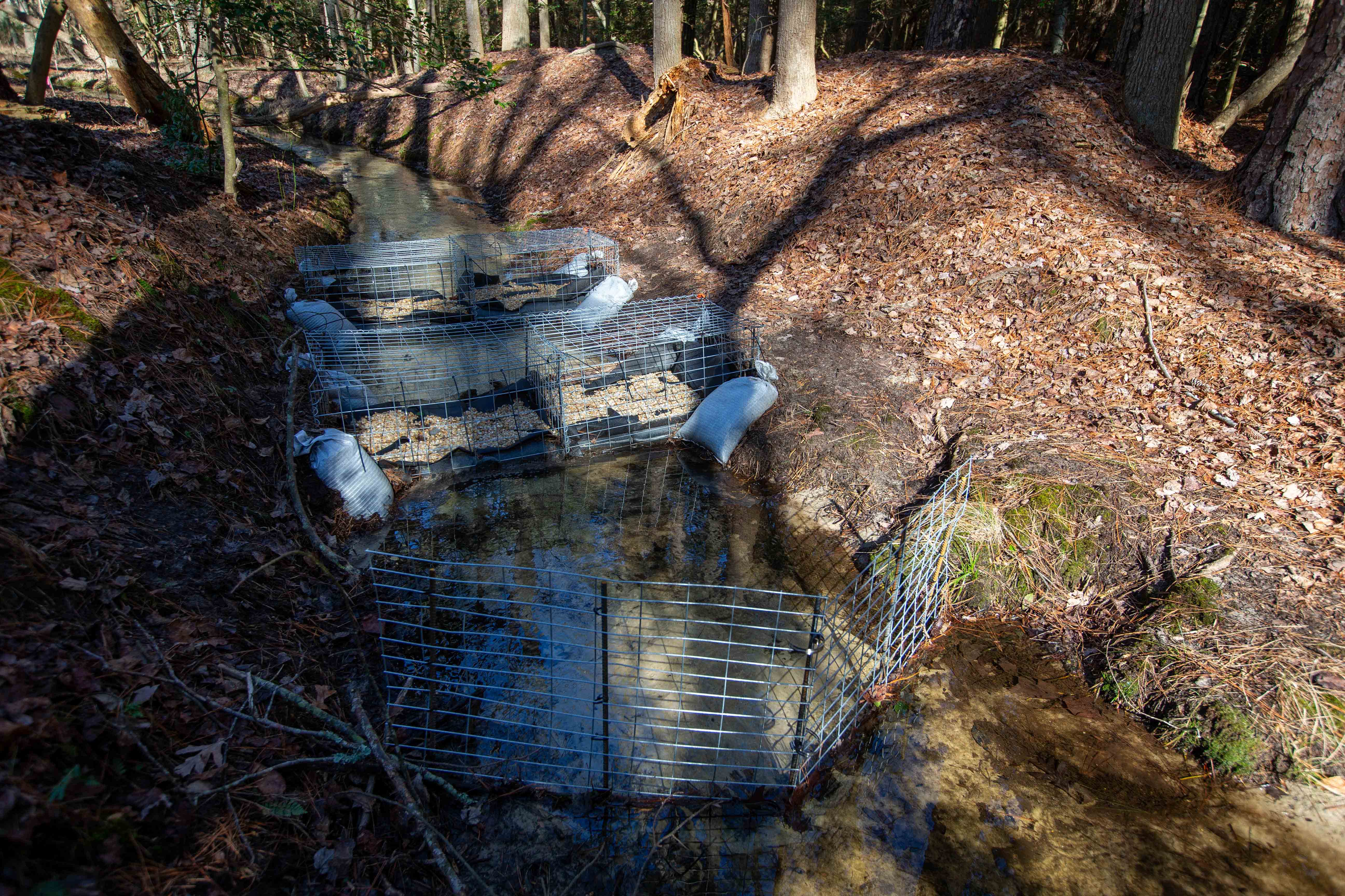 A stream running through a forested area with multiple wire cages .