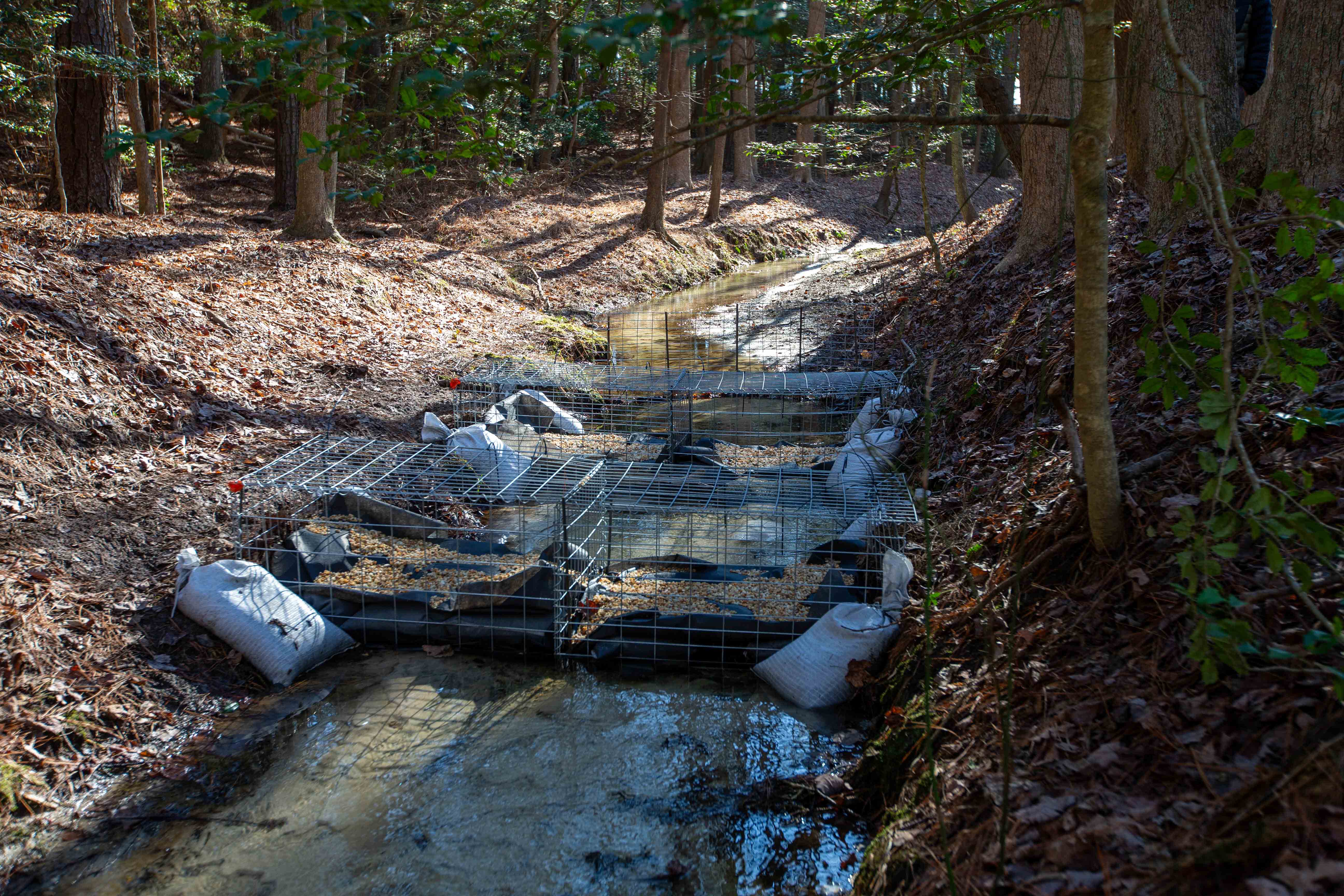 A stream running through a forested area with multiple wire cages.
