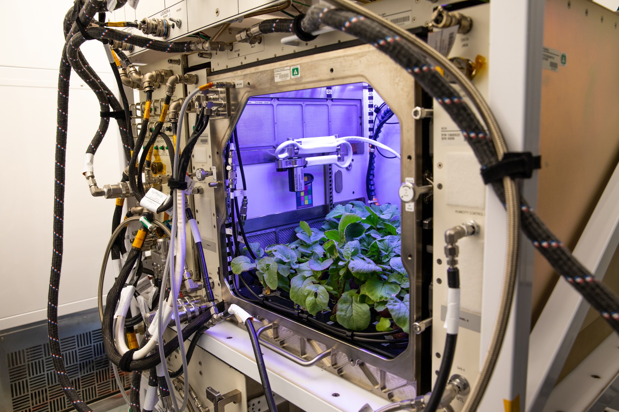 A view of radishes growing in the Advanced Plant Habitat (APH) ground unit at Kennedy Space Center in Florida.