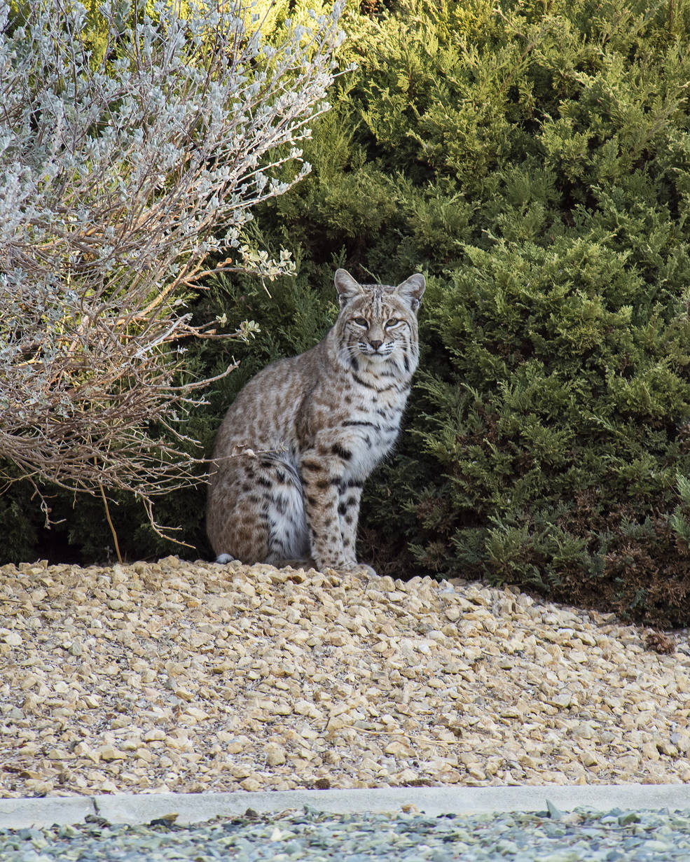 A bobcat seeking shade in the Mojave Desert at Armstrong Flight Research Center in Edwards, California.
