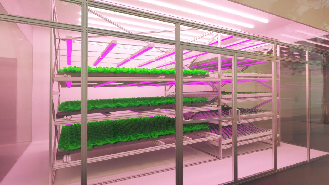 Three rows of leafy green plants sit on stacked shelves that can be seen through a clear wall. From the ceiling, purple lights shine on the plants to help them grow.