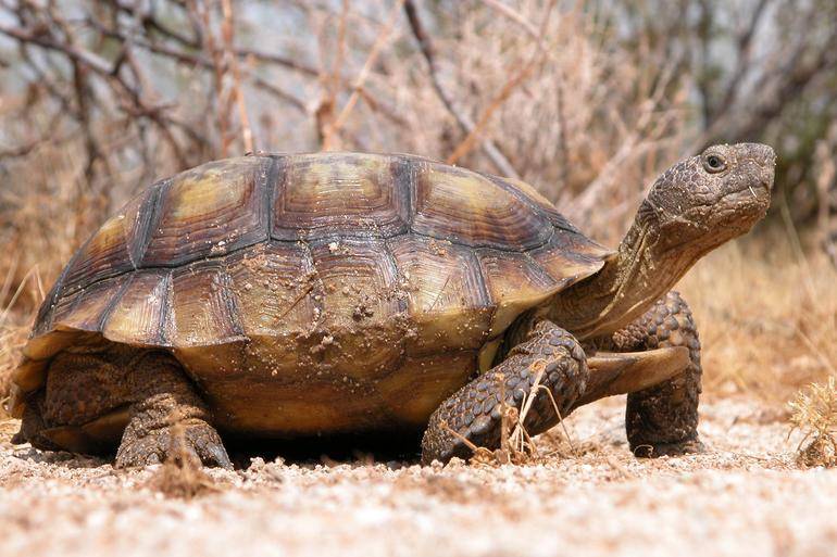 A desert tortoise, native to the Mojave Desert around Armstrong Flight Research Center in Edwards, California