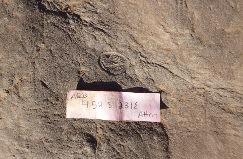  fossil of a Dickinsonia sitting on a microbial mat at the Nilpena site in South Australia