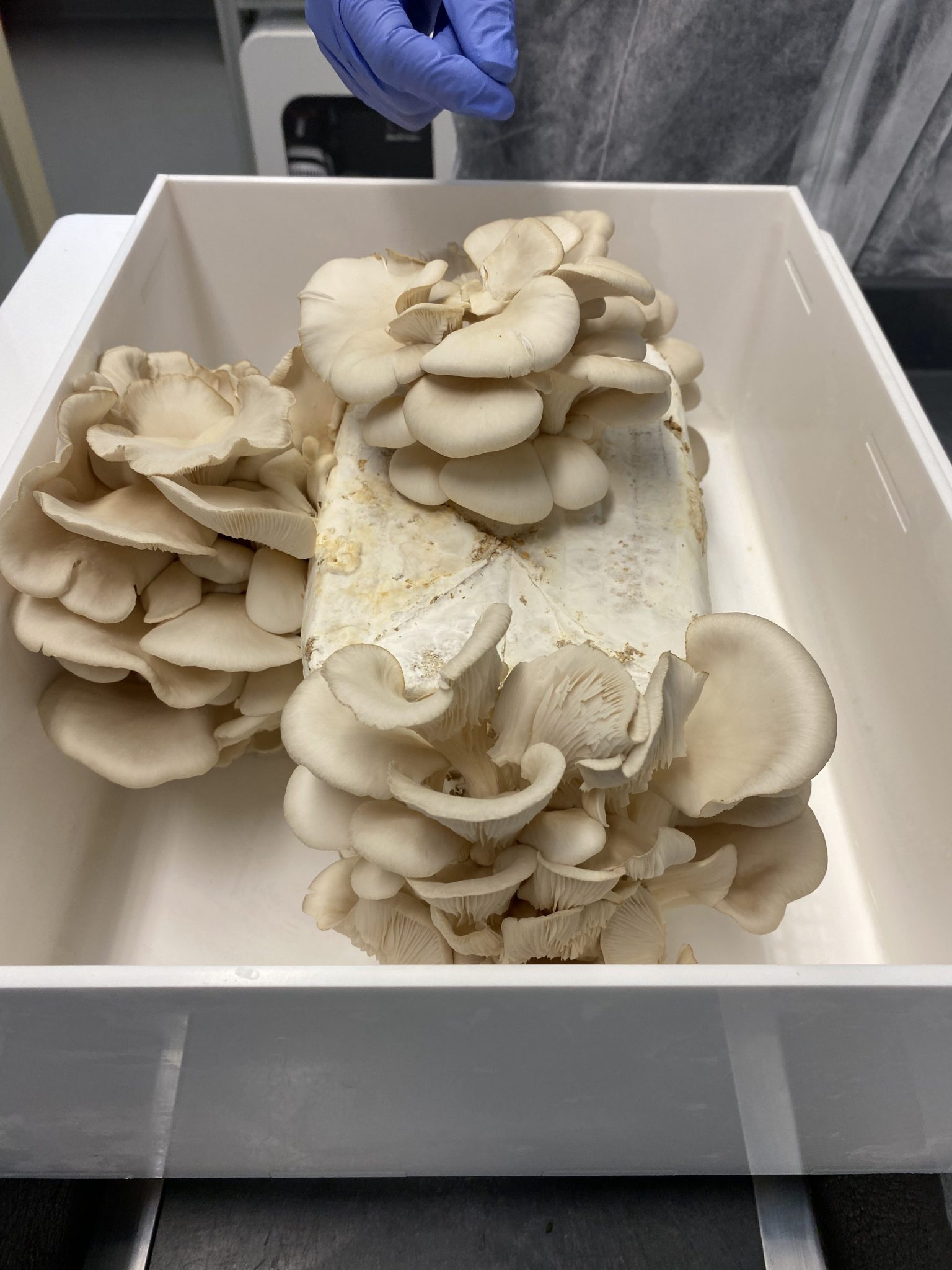 Pale fungi with thin caps grow inside a white container, sprouting from all directions from a cube base structure.