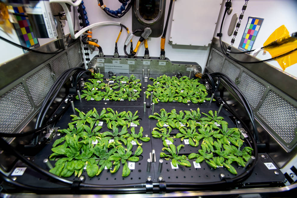 Arabadopsis thaliana plants growing in the International Space Stations Advanced Plant Habitat for the Plant Habitat-03 investigation, which looks at whether plants grown in space can pass adaptations to their next generation.