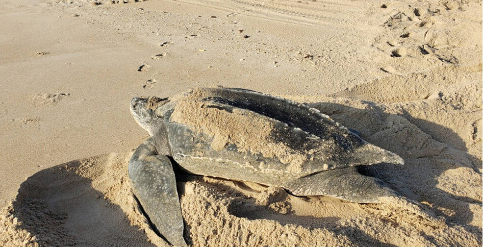 A leatherback sea turtle lays her eggs on the shoreline near Kennedy Space Center in Florida during the daytime on April 23, 2023.