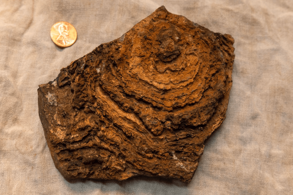 finely layered internal structure of a stromatolite sample