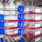 A stack of active tissue culture flasks in a temperature controlled compartment.