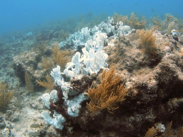 
			Annual Ocean Warming Data Set - NASA			