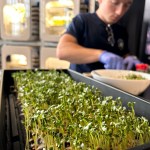 A black plastic tray full of green alfalfa sprouts is in full focus, taking up much of the photo. In the background, slightly out of focus, a white man is wearing a navy t-shirt and light blue gloves as he works on preparing some sprouts to be eaten as samples. The background includes a large white bowl full of greens, small sample cups, and a bottle of oil. Behind the man is an incubation station where his team’s food system is displayed.