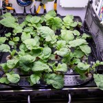 Radish plants are pictured growing inside the Columbus laboratory module's Advanced Plant Habitat. Leaf samples were collected and stowed afterward for analysis so scientists can understand how microgravity affects the growth of plants. Space botany helps NASA and its international partners learn to sustain healthy crews on long-term missions to the Moon, Mars and beyond.