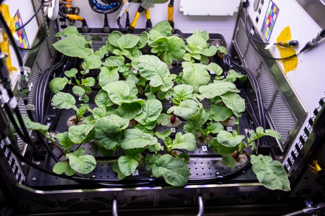 The Advanced Plant Habitat in Columbus enables space botany research to help NASA and its international partners learn how to sustain crews farther away from Earth.