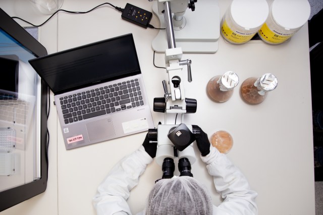 An aerial view of a white table with several items on it: from left to right, there is a black incubator with a glass cover, a silver laptop showing a black screen, a microscope, two chemistry flasks whose openings are covered with aluminum foil, a petri dish with a light orange substance inside, and two white containers with yellow labels and black writing. A person wearing black gloves, a white PPE suit and a hairnet looks through the microscope.