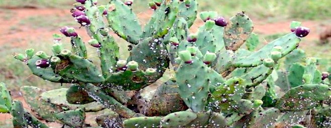 Opuntia stricta (prickly pear), an invasive cactus native to the Caribbean.
